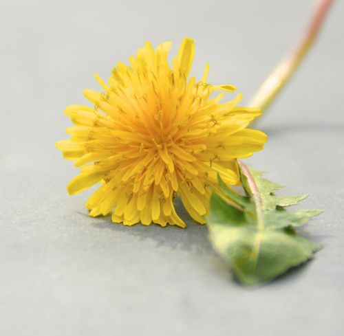 dandelion yellow green