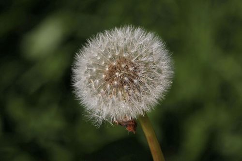 dandelion nature plant