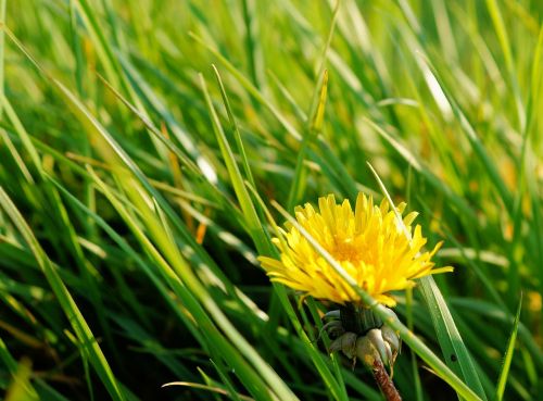 dandelion pasture grass