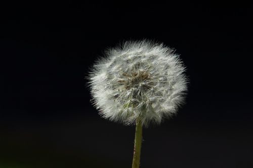 dandelion spring back light