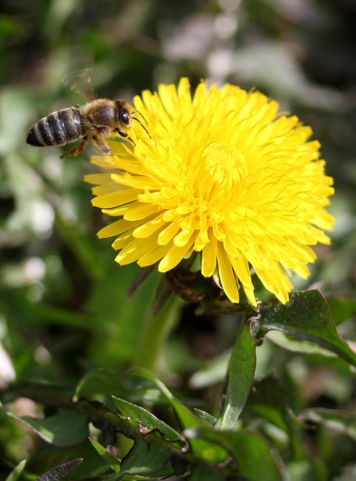 dandelion bee flight