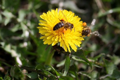 dandelion bee yellow