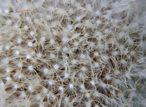 dandelion down white