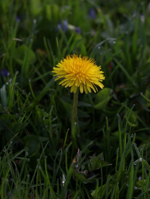 dandelion yellow dew