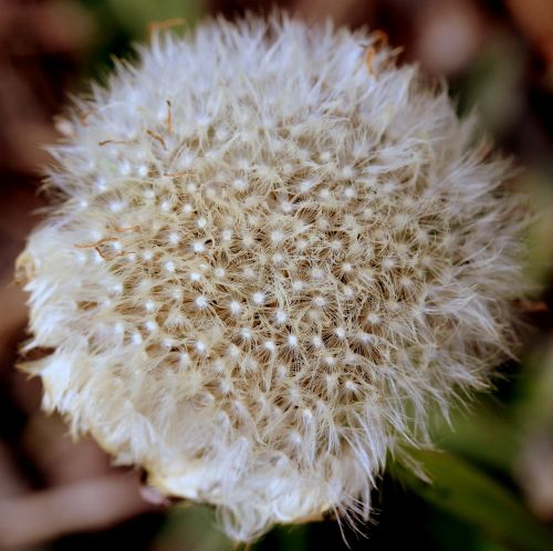 dandelion down white