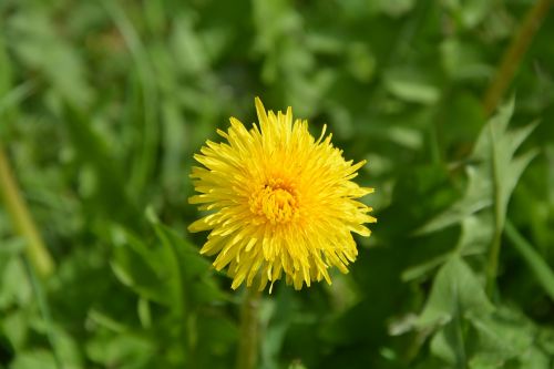 dandelion yellow flower petals