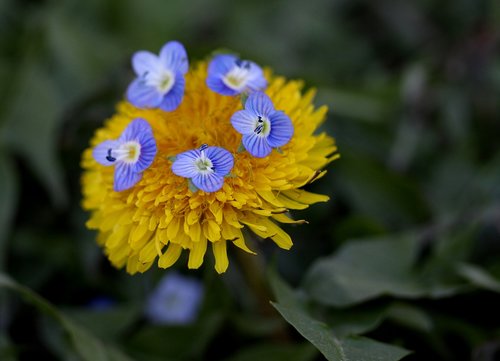 dandelion  yellow  flower