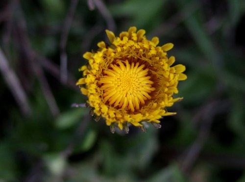 dandelion  yellow  flower