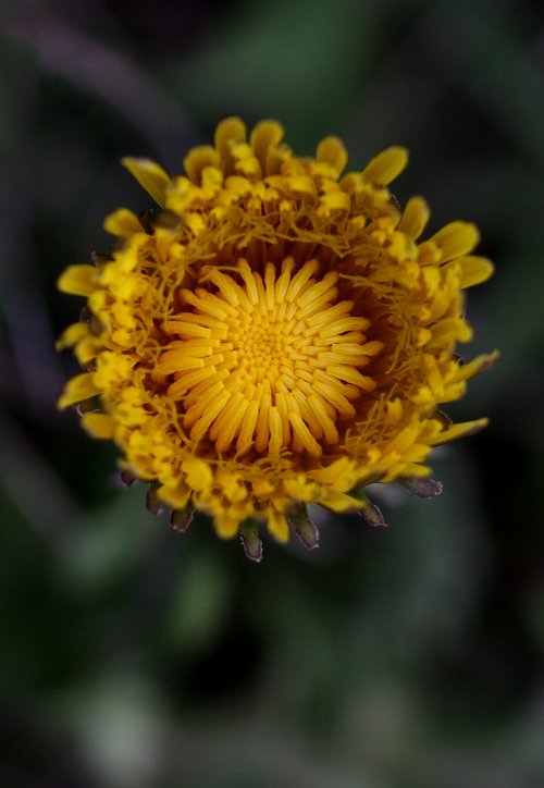 dandelion  yellow  flower