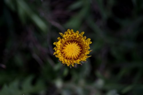 dandelion  yellow  flower