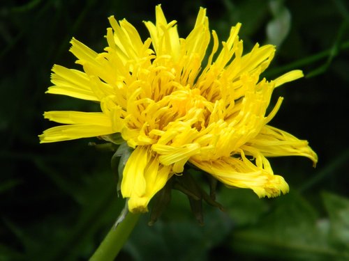 dandelion  nature  flora