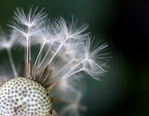 dandelion  down  plant