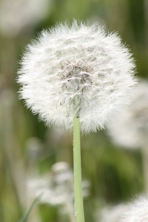 dandelion plant meadow