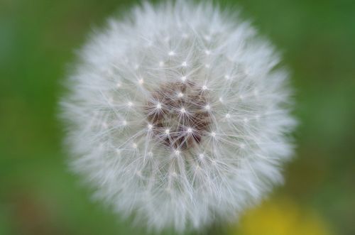 dandelion flower plant