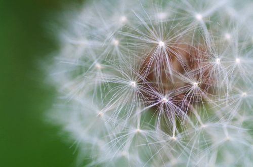 dandelion flower plant