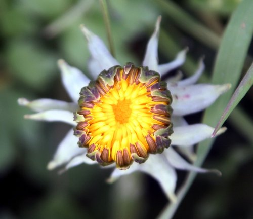 dandelion  nature  plant