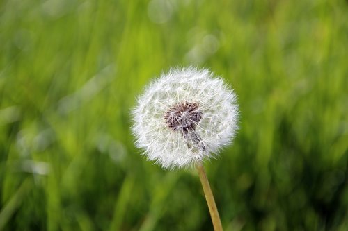 dandelion  nature  grass