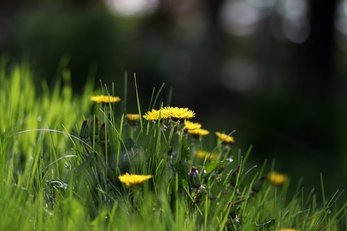 dandelion  yellow  flower