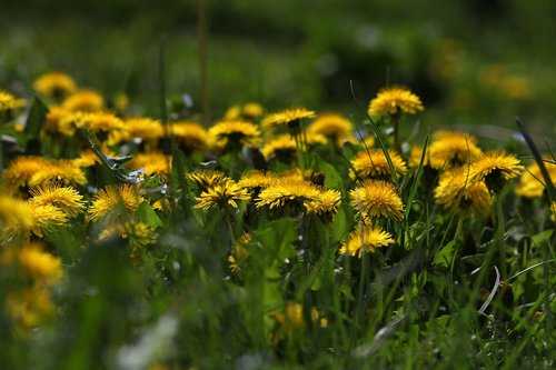 dandelion  yellow  flower