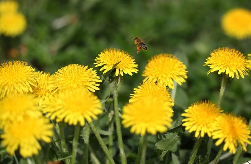 dandelion  bee  insecta