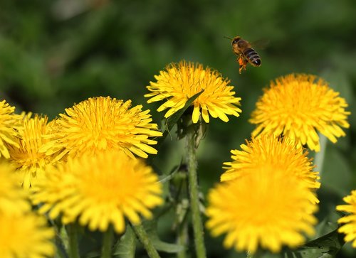 dandelion  bee  insecta