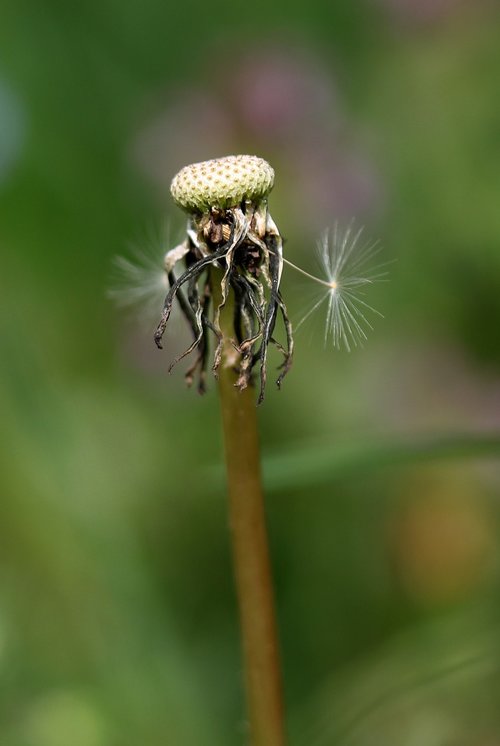 dandelion  down  shook