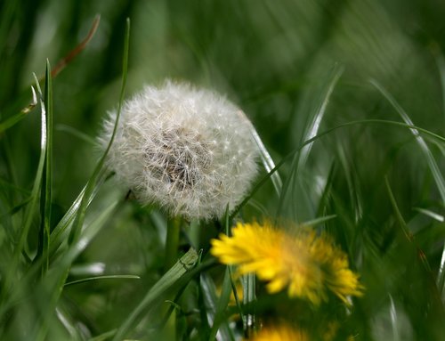 dandelion  down  grass