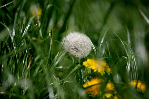 dandelion  down  grass