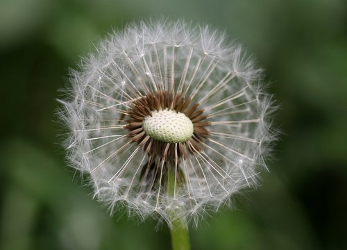 dandelion  down  flower