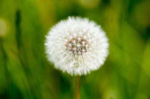 dandelion  nature  flora