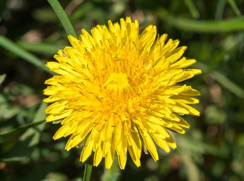 dandelion  yellow flower  sonchus oleraceus