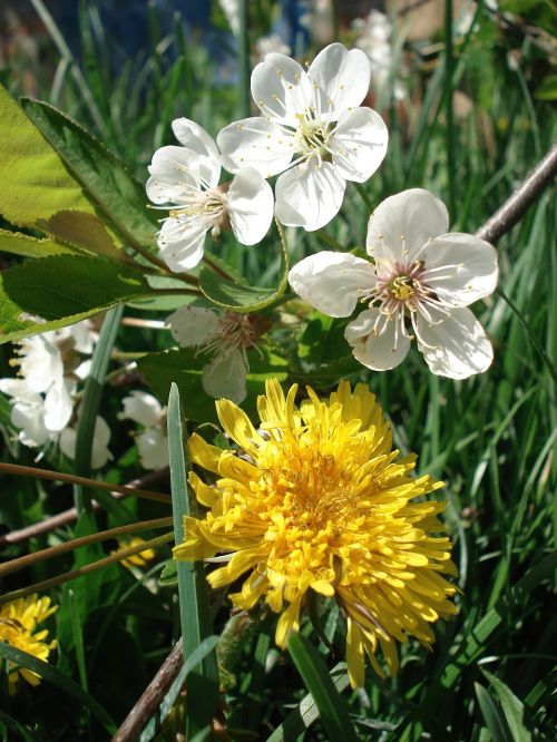 dandelion spring flowers