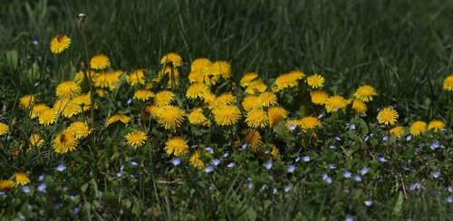 dandelion  yellow  flower