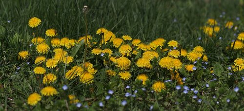 dandelion  yellow  flower