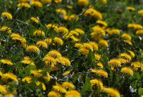 dandelion  yellow  flower