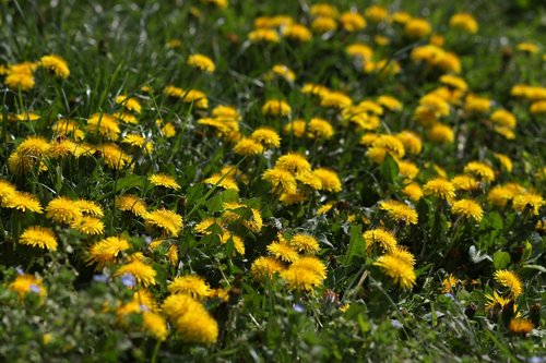 dandelion  yellow  flower