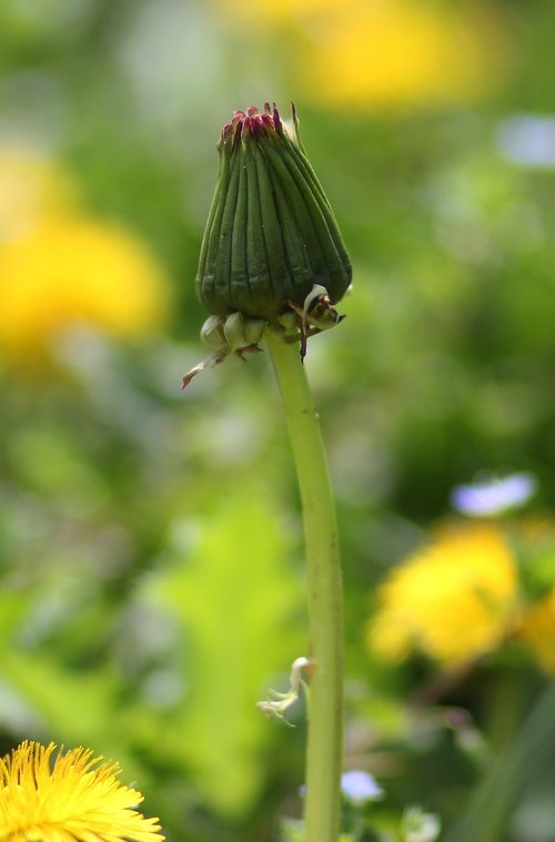 dandelion  freshman  green