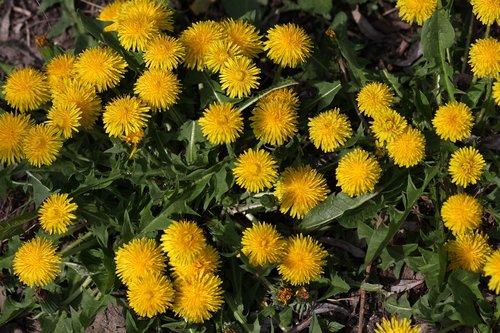 dandelion  yellow  flower