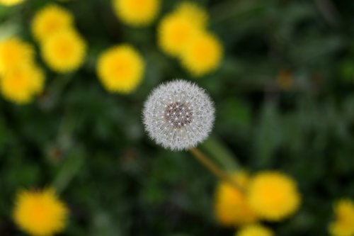 dandelion  down  yellow