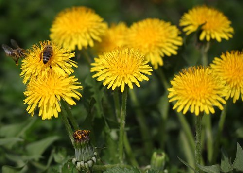 dandelion  bee  yellow