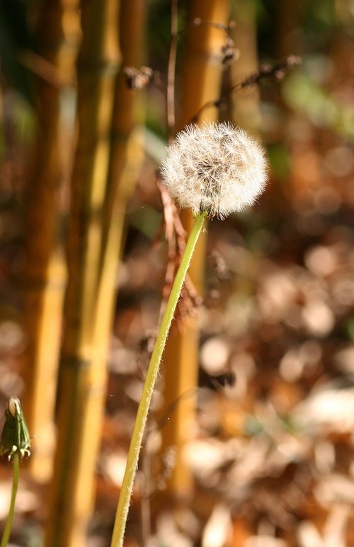dandelion  bamboo  plant