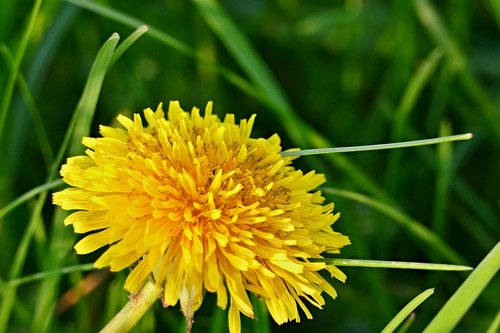 dandelion  flower  meadow