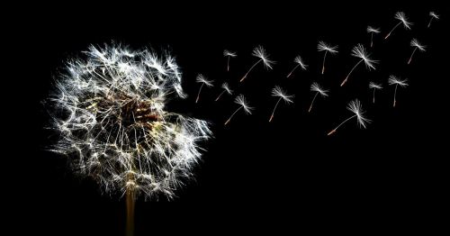 dandelion close seeds