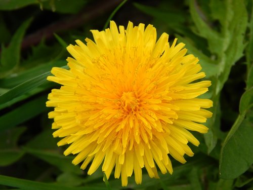 dandelion  flower  nature