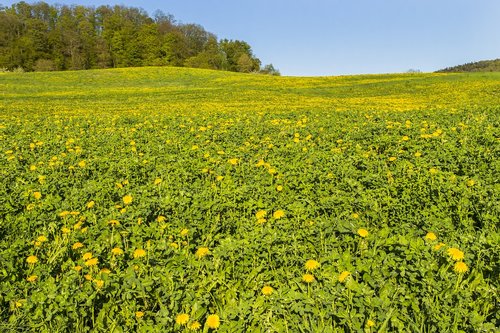dandelion  meadow  yellow