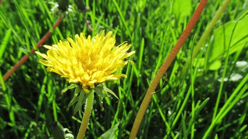 dandelion  yellow flower  grass