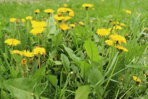 dandelion flowers yellow