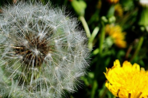 dandelion  nature  plant