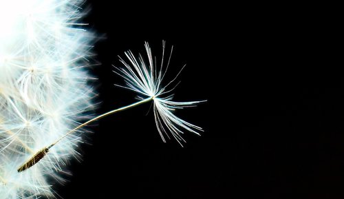 dandelion  nature  seeds