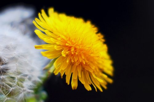 dandelion  nature  seeds